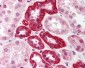 SUMO1 / SMT3 Antibody (N-Terminus)